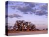 Full Moon Rises over Spectacular Grove of Ancient Baobab Trees, Nxai Pan National Park, Botswana-Nigel Pavitt-Stretched Canvas