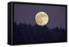 Full Moon Rising Above Forest in Winter-null-Framed Stretched Canvas