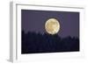 Full Moon Rising Above Forest in Winter-null-Framed Photographic Print