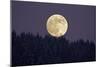 Full Moon Rising Above Forest in Winter-null-Mounted Photographic Print