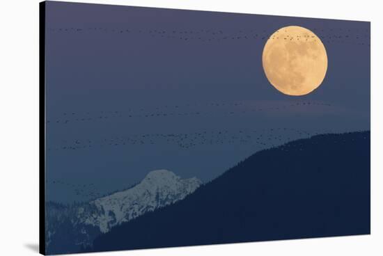 Full moon rising, migrating Snow Geese-Ken Archer-Stretched Canvas