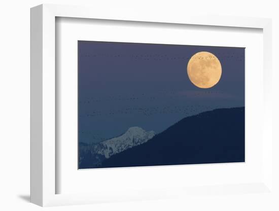 Full moon rising, migrating Snow Geese-Ken Archer-Framed Photographic Print