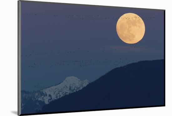 Full moon rising, migrating Snow Geese-Ken Archer-Mounted Photographic Print