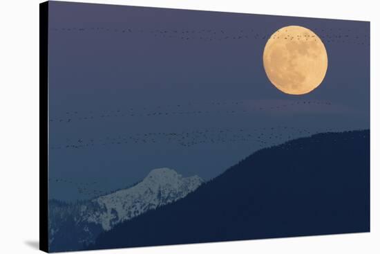 Full moon rising, migrating Snow Geese-Ken Archer-Stretched Canvas