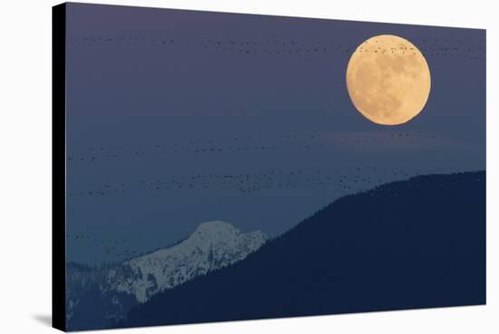 Full moon rising, migrating Snow Geese-Ken Archer-Stretched Canvas