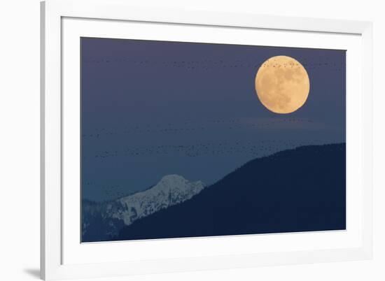 Full moon rising, migrating Snow Geese-Ken Archer-Framed Photographic Print