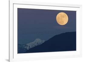 Full moon rising, migrating Snow Geese-Ken Archer-Framed Photographic Print