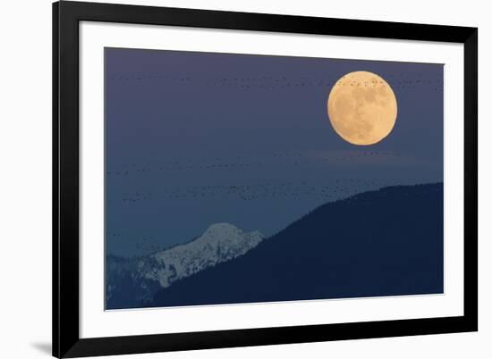 Full moon rising, migrating Snow Geese-Ken Archer-Framed Photographic Print