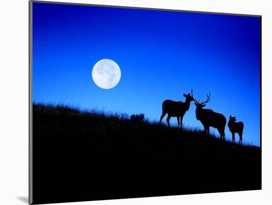 Full Moon, Super Moon, Yellowstone National Park, Wyoming-Maresa Pryor-Mounted Photographic Print
