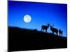 Full Moon, Super Moon, Yellowstone National Park, Wyoming-Maresa Pryor-Mounted Photographic Print