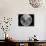 Full Moon-Stocktrek Images-Mounted Photographic Print displayed on a wall