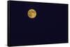 Full Moon-Gary Carter-Framed Stretched Canvas
