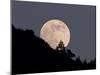 Full Moon-null-Mounted Photographic Print