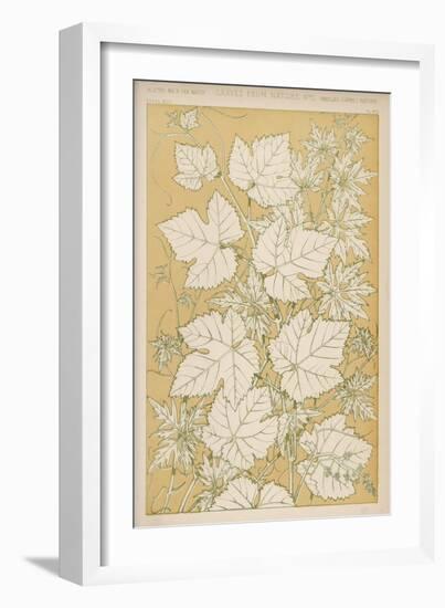 Full-Sized Vine Leaves Traced from Nature-null-Framed Art Print