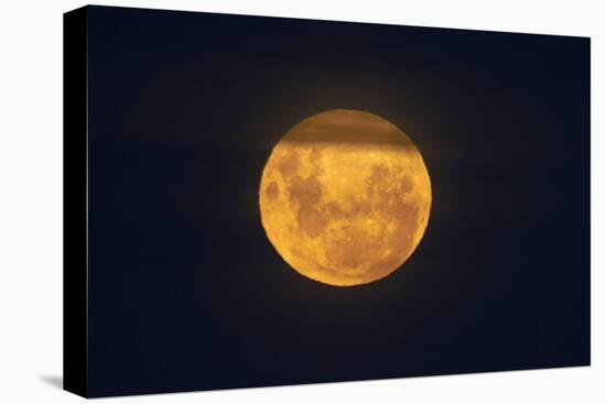 Full Supermoon, Lunar Perigee (Moons Closest Point to the Earth), New Zealand-David Wall-Stretched Canvas