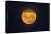 Full Supermoon, Lunar Perigee (Moons Closest Point to the Earth), New Zealand-David Wall-Stretched Canvas