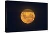 Full Supermoon, Lunar Perigee (Moons Closest Point to the Earth), New Zealand-David Wall-Stretched Canvas