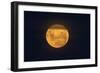 Full Supermoon, Lunar Perigee (Moons Closest Point to the Earth), New Zealand-David Wall-Framed Photographic Print