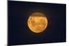 Full Supermoon, Lunar Perigee (Moons Closest Point to the Earth), New Zealand-David Wall-Mounted Photographic Print