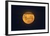 Full Supermoon, Lunar Perigee (Moons Closest Point to the Earth), New Zealand-David Wall-Framed Photographic Print