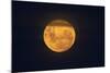 Full Supermoon, Lunar Perigee (Moons Closest Point to the Earth), New Zealand-David Wall-Mounted Photographic Print