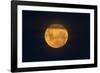 Full Supermoon, Lunar Perigee (Moons Closest Point to the Earth), New Zealand-David Wall-Framed Photographic Print