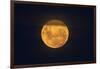 Full Supermoon, Lunar Perigee (Moons Closest Point to the Earth), New Zealand-David Wall-Framed Photographic Print