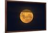 Full Supermoon, Lunar Perigee (Moons Closest Point to the Earth), New Zealand-David Wall-Framed Photographic Print