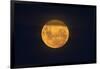 Full Supermoon, Lunar Perigee (Moons Closest Point to the Earth), New Zealand-David Wall-Framed Photographic Print