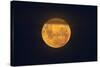 Full Supermoon, Lunar Perigee (Moons Closest Point to the Earth), New Zealand-David Wall-Stretched Canvas