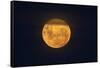 Full Supermoon, Lunar Perigee (Moons Closest Point to the Earth), New Zealand-David Wall-Framed Stretched Canvas