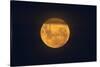 Full Supermoon, Lunar Perigee (Moons Closest Point to the Earth), New Zealand-David Wall-Stretched Canvas