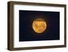 Full Supermoon, Lunar Perigee (Moons Closest Point to the Earth), New Zealand-David Wall-Framed Premium Photographic Print