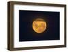 Full Supermoon, Lunar Perigee (Moons Closest Point to the Earth), New Zealand-David Wall-Framed Photographic Print