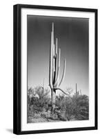 Full view of cactus and surrounding shrubs, In Saguaro National Monument, Arizona, ca. 1941-1942-Ansel Adams-Framed Art Print