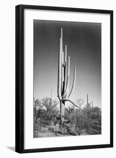 Full view of cactus and surrounding shrubs, In Saguaro National Monument, Arizona, ca. 1941-1942-Ansel Adams-Framed Art Print