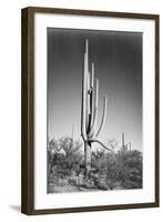 Full view of cactus and surrounding shrubs, In Saguaro National Monument, Arizona, ca. 1941-1942-Ansel Adams-Framed Art Print