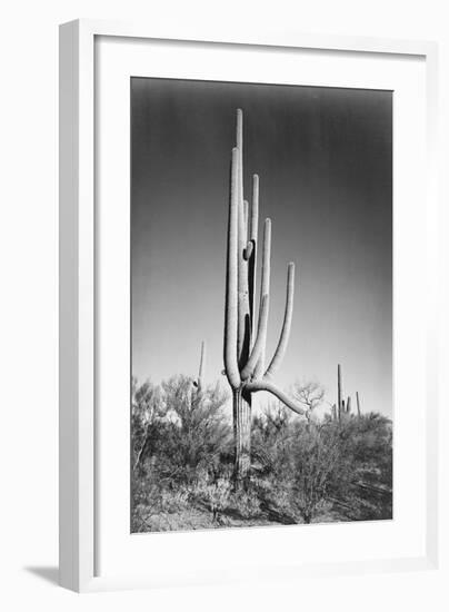 Full view of cactus and surrounding shrubs, In Saguaro National Monument, Arizona, ca. 1941-1942-Ansel Adams-Framed Art Print