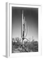 Full view of cactus and surrounding shrubs, In Saguaro National Monument, Arizona, ca. 1941-1942-Ansel Adams-Framed Art Print