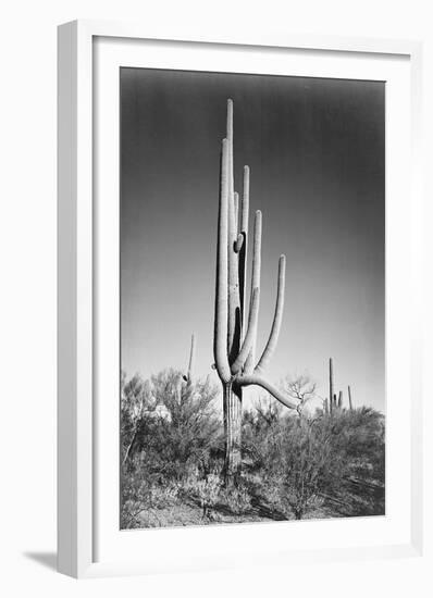 Full view of cactus and surrounding shrubs, In Saguaro National Monument, Arizona, ca. 1941-1942-Ansel Adams-Framed Art Print