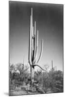 Full view of cactus and surrounding shrubs, In Saguaro National Monument, Arizona, ca. 1941-1942-Ansel Adams-Mounted Art Print