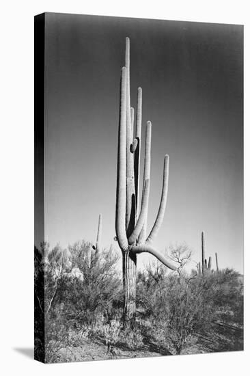 Full view of cactus and surrounding shrubs, In Saguaro National Monument, Arizona, ca. 1941-1942-Ansel Adams-Stretched Canvas