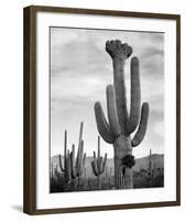 Full view of cactus with others surrounding, Saguaros, Saguaro National Monument, Arizona, ca. 1941-Ansel Adams-Framed Art Print