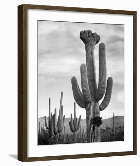 Full view of cactus with others surrounding, Saguaros, Saguaro National Monument, Arizona, ca. 1941-Ansel Adams-Framed Art Print