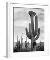 Full view of cactus with others surrounding, Saguaros, Saguaro National Monument, Arizona, ca. 1941-Ansel Adams-Framed Art Print