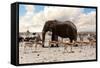 Full Waterhole with Elephants, Zebras, Springbok and Orix. Etosha National Park, Ombika, Kunene, Na-Artush-Framed Stretched Canvas