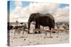 Full Waterhole with Elephants, Zebras, Springbok and Orix. Etosha National Park, Ombika, Kunene, Na-Artush-Stretched Canvas