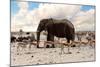 Full Waterhole with Elephants, Zebras, Springbok and Orix. Etosha National Park, Ombika, Kunene, Na-Artush-Mounted Photographic Print