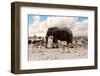 Full Waterhole with Elephants, Zebras, Springbok and Orix. Etosha National Park, Ombika, Kunene, Na-Artush-Framed Photographic Print