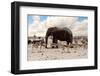 Full Waterhole with Elephants, Zebras, Springbok and Orix. Etosha National Park, Ombika, Kunene, Na-Artush-Framed Photographic Print